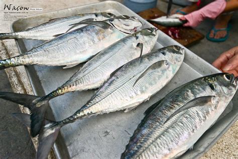 紅鐵甲魚|穿著厚厚鐵甲的冬季私房料理